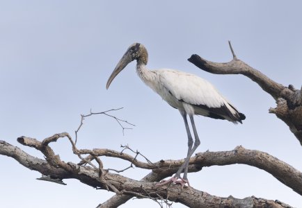 R7_F4777 Wood Stork.jpg