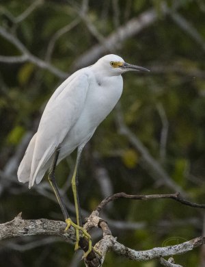 R7_F4845 Snowy Egret.jpg