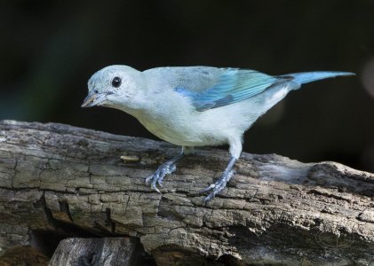 R7_F5989 Blue-gray Tanager.jpg