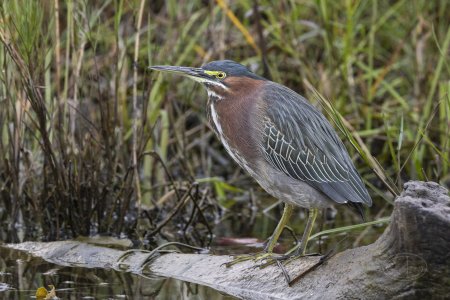 R7_F4969 Green Heron.jpg