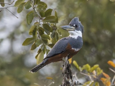 R7_F4879 Kingfisher-Edit.jpg