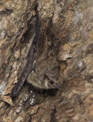 R7_F5433 Proboscis Bat.jpg