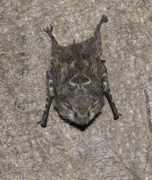 R7_F5602 Proboscis Bat-Edit.jpg