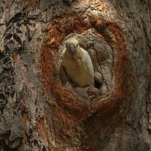 20251228_BabySulphur-crestedCockatoo_WattleFlat_Pippan_81-1.jpg 20251228_BabySulphur-crestedCockatoo_WattleFlat_Pippan_81-1.jpg