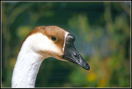 P1142376 Oie cygnoïde.JPG