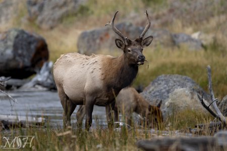 59681_Elk On the River.jpg