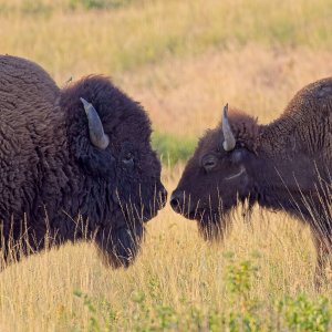 bison_kiss.jpg
