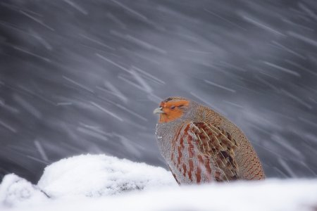 febsnowstorm.jpg