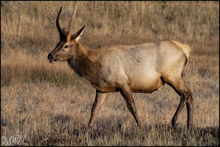 59450_Roosevelt elk.jpg