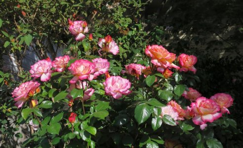 roseHerm5.1.24.jpg
