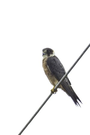 _23A0234 (5)-DxO_DeepPRIME XD2s-Edit_cropped.jpg