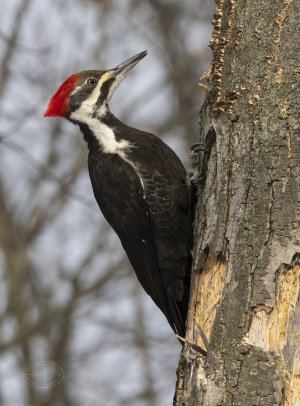 R7_G0357 Pileated Woodpecker.jpg