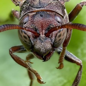 Paper Wasp Helicon Crop 1600 FR.jpg