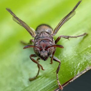Paper Wasp Helicon Crop 1600.jpg