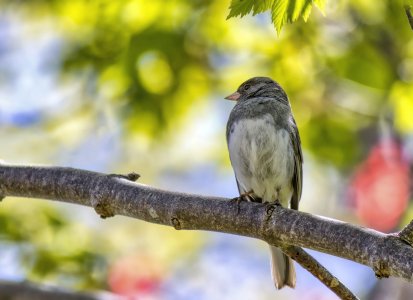 IMG_2295 (Junco) (Small).jpeg