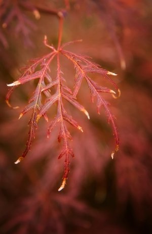 Decay Bokeh.jpg