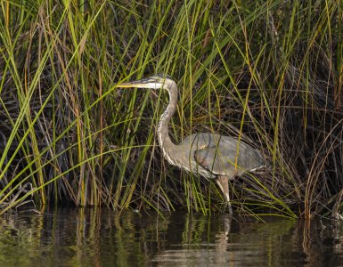 R7_F6055 Great Blue Heron.jpg