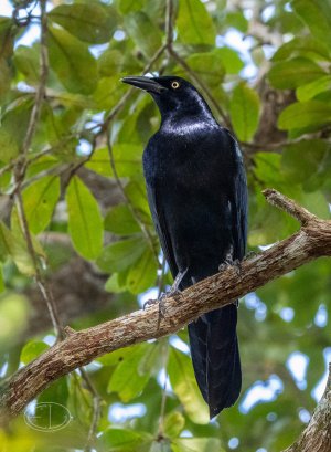 R7_F6483 Grackle.jpg