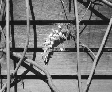 wisteriaBW3.14.26.jpg