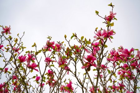 Sigma 20-200F3.5-6.3 DSC00298-s.jpg