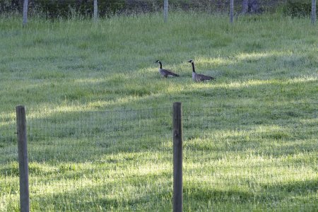Geese-54643.jpg