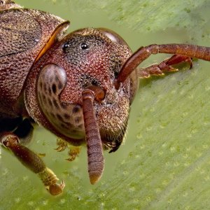 Paper Wasp Helicon Stack Crop 1600 FR.jpg