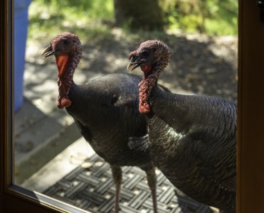 Turkeys-8787.jpg