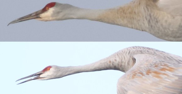 comparison r7 5dmkii sandhill detail.jpg
