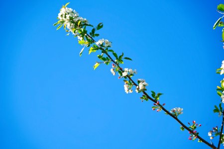 Sigma 20-200 DSC00350-S.jpg