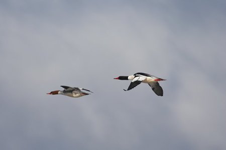 merganser orig.jpg