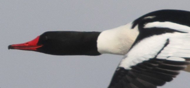 Merganser screenshot.jpg