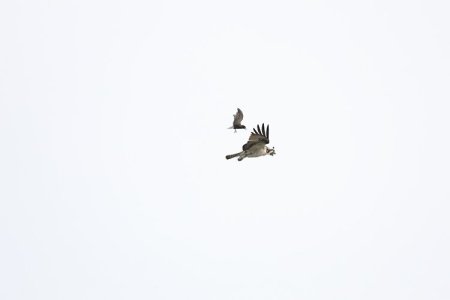 Osprey orig.jpg