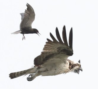 Osprey.jpg