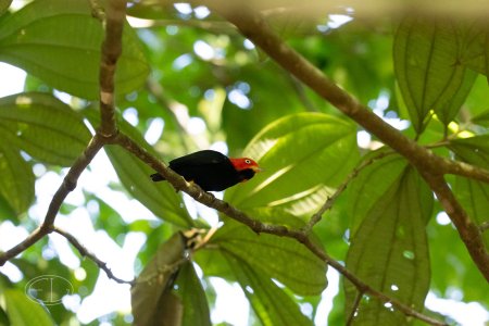 R7_C6211 Red-capped Manakin.jpg