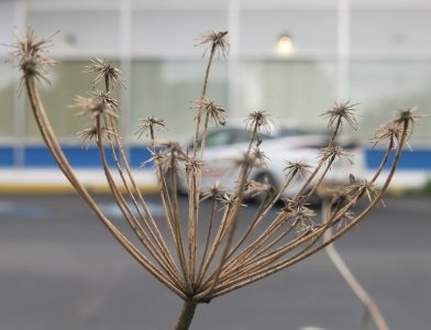 fennelstalk4.1.26.jpg
