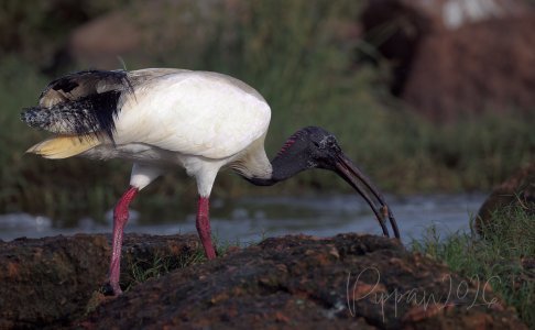20260222_Birds_FoggDam_Pippan_142-1.jpg