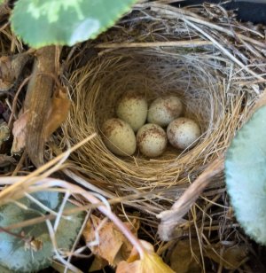 Fragile-Eggs.jpg