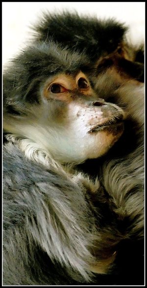 P1490255 Mangabey.JPG