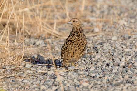 R5II8399.jpg
