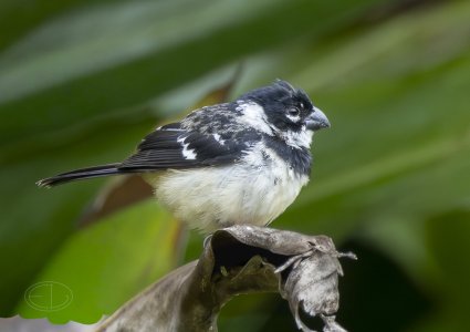R7_F9861 Morelet's Seedeater.jpg