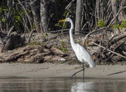 R7_F9479 Great Egret.jpg