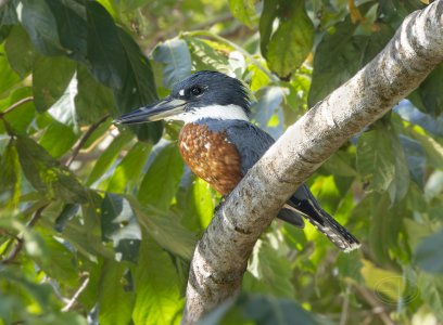 R7_F9597 Kingfisher.jpg
