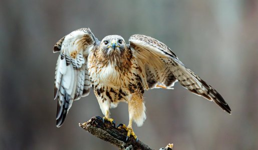 hawk-19.JPG
