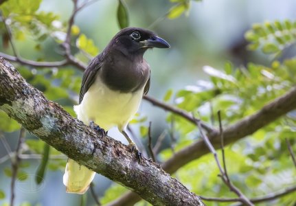 R7_F8020 Brown Jay-Edit.jpg