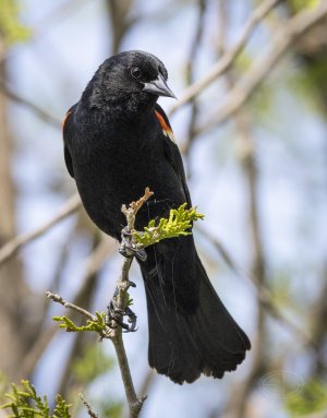 R7_E5368 Red-winged Blackbird.jpg