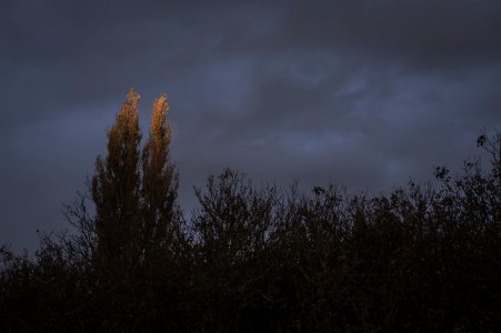 Poplars-1.jpg