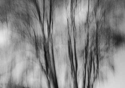 Tree-4.jpg