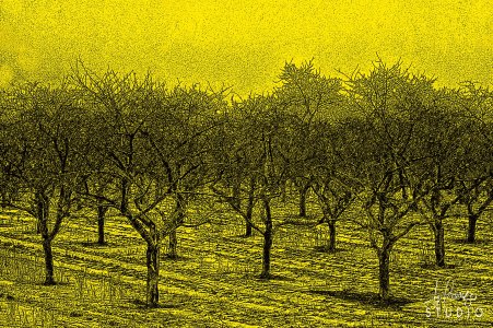 Trees.jpg