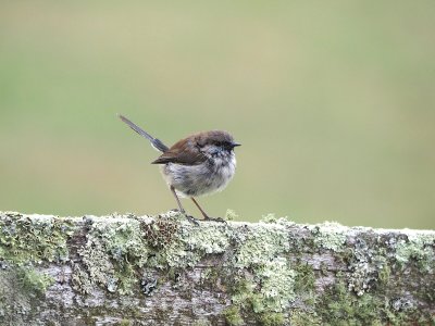 Male wren flecks.jpeg Male wren flecks.jpeg
