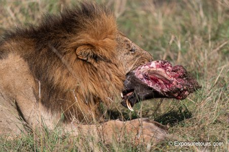 lion with breakfast 2 Photosafari.jpg